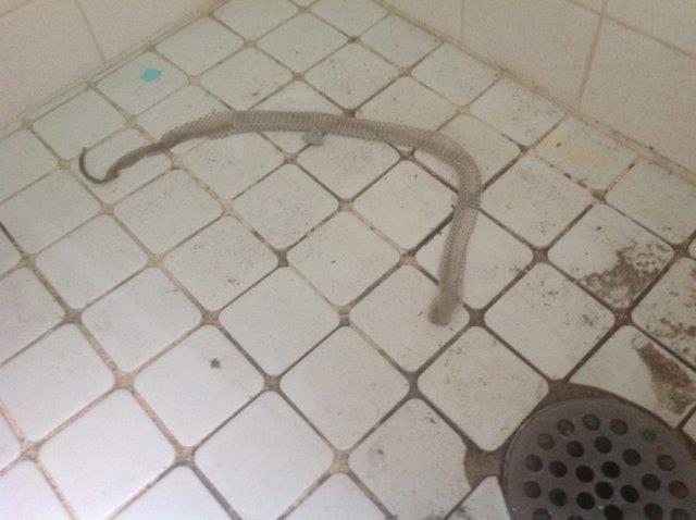 Manchester snake skin