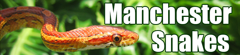 Manchester snake